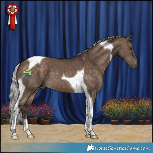 Horse Color:Silver Brown Dun Tobiano 