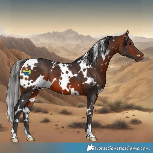 Horse Color:White Spotted Bay 