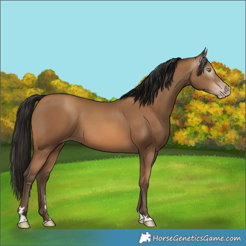 Horse Color:Gray Amber Champagne