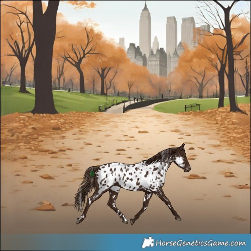 Horse Color:White Spotted Liver Chestnut Appaloosa 