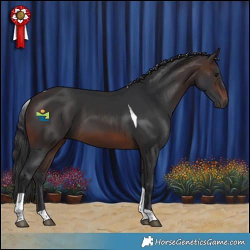 Horse Color:Brown Tobiano