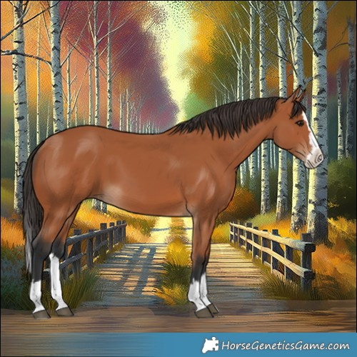 Horse Color:Bay Splash 
