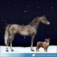 Horse Color:Chocolate Brown Merle 