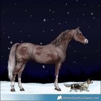 Horse Color:Chocolate Brown Merle 