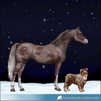 Horse Color:Chocolate Brown Merle