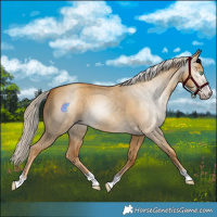 Horse Color:Gray Gold Cream Champagne Dun 