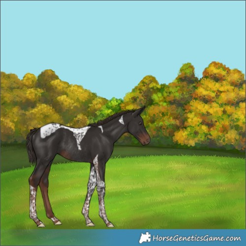 Horse Color:Liver Chestnut Tobiano Rabicano 