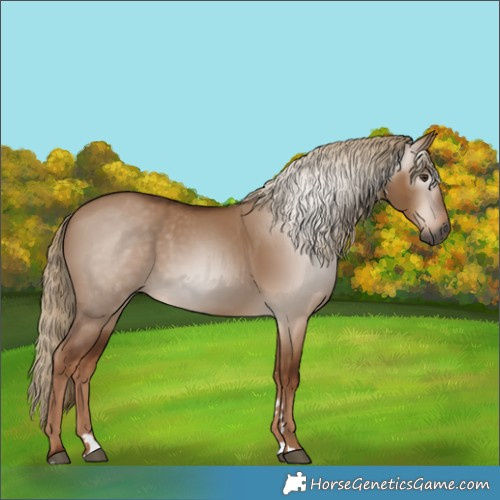 Horse Color:Gray Red Dun 