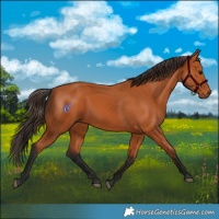 Horse Color:Bay 