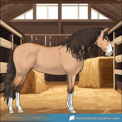 Horse Color:Bay Dun 