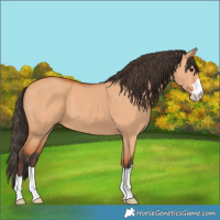 Horse Color:Bay Dun 