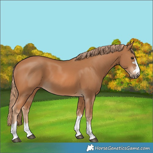 Horse Color:Chestnut 