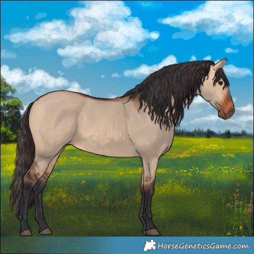 Horse Color:Bay Dun