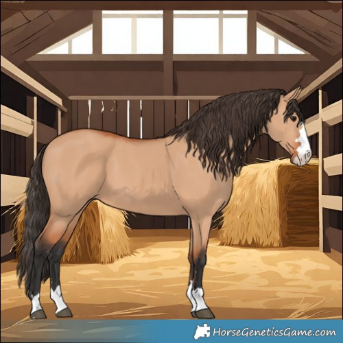 Horse Color:Bay Dun 