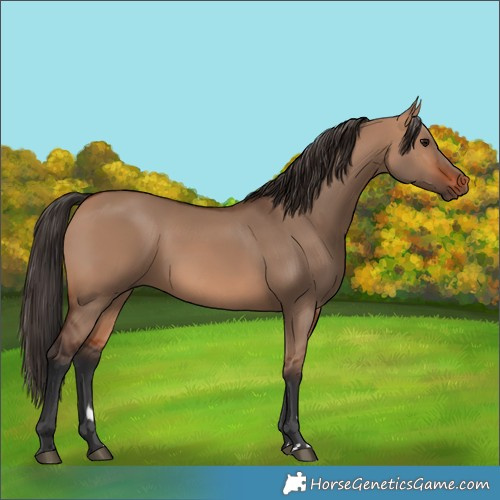 Horse Color:Bay Dun