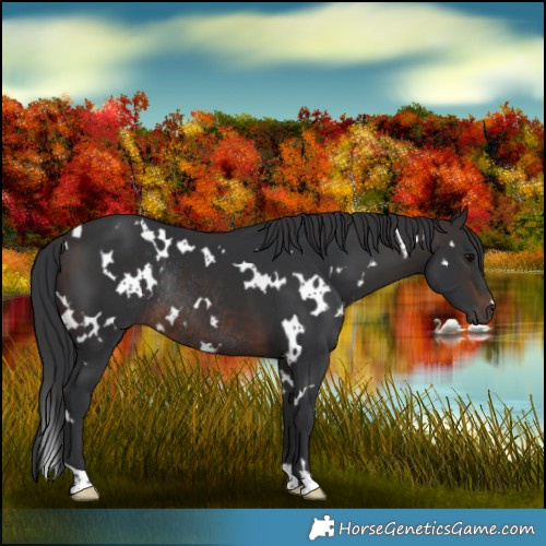 Horse Color:White Spotted Brown Rabicano 