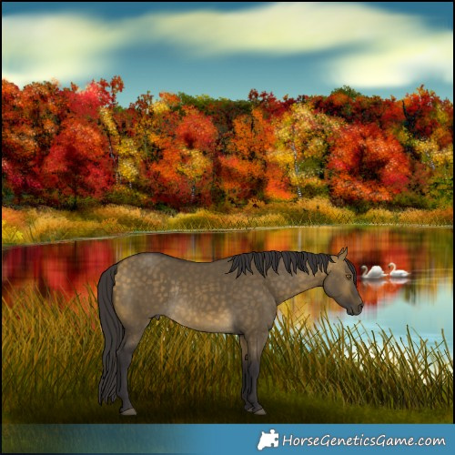 Horse Color:Buckskin Dun Rabicano 