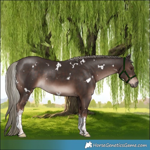 Horse Color:White Spotted Liver Chestnut Mushroom Rabicano 