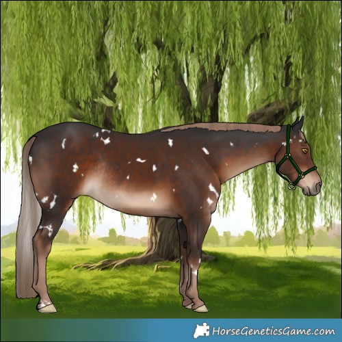 Horse Color:White Spotted Liver Chestnut Rabicano 