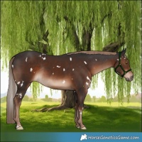 Horse Color:White Spotted Liver Chestnut Rabicano