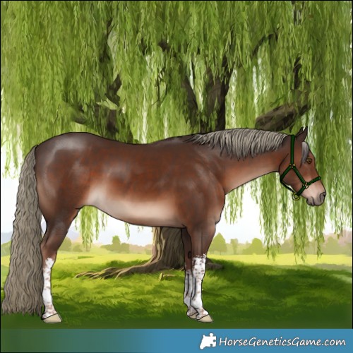 Horse Color:White Spotted Liver Chestnut Mushroom 
