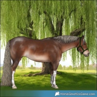 Horse Color:White Spotted Liver Chestnut Mushroom
