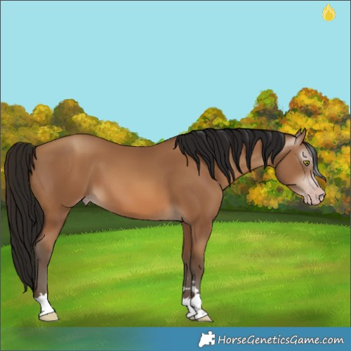 Horse Color:Gray Amber Champagne 