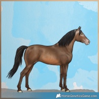 Horse Color:Gray Amber Champagne 