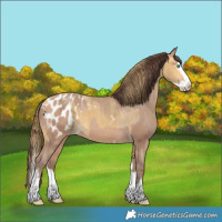 Horse Color:Amber Cream Champagne Splash Blanket and Amber Champagne Splash Blanket