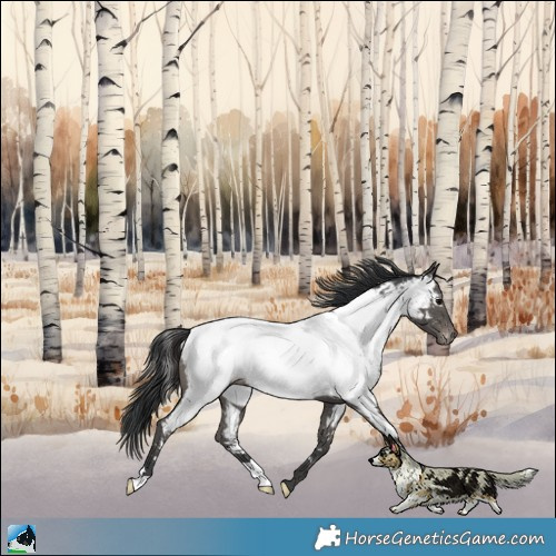 Horse Color:Black Near Fewspot