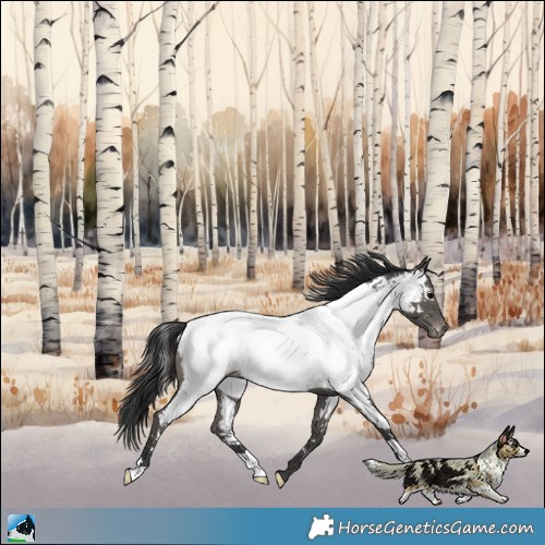 Horse Color:Black Near Fewspot