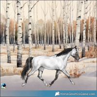 Horse Color:Black Appaloosa