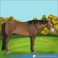 Horse Color:Gray Amber Champagne 