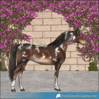 Horse Color:White Spotted Liver Chestnut Tobiano 