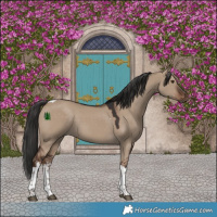 Horse Color:White Spotted Liver Red Dun Tobiano 
