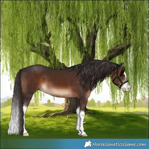 Horse Color:White Spotted Liver Chestnut Splash 