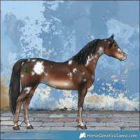 Horse Color:White Spotted Liver Chestnut