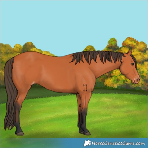 Horse Color:Bay Appaloosa 