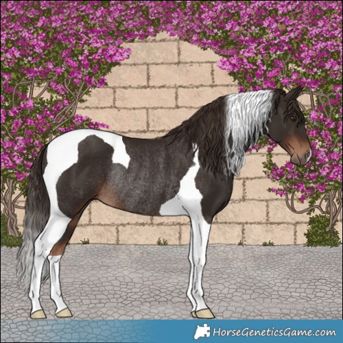 Horse Color:Liver Chestnut Tobiano Rabicano 