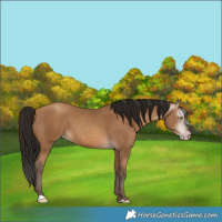 Horse Color:Gray Amber Champagne