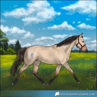 Horse Color:Bay Dun 