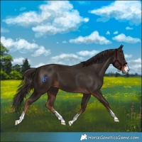 Horse Color:Liver Chestnut 