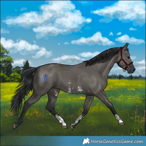 Horse Color:Grullo Sabino Rabicano 