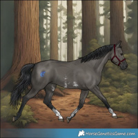 Horse Color:Grullo Sabino Rabicano 