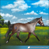 Horse Color:Gray Bay