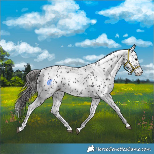 Horse Color:Black Appaloosa