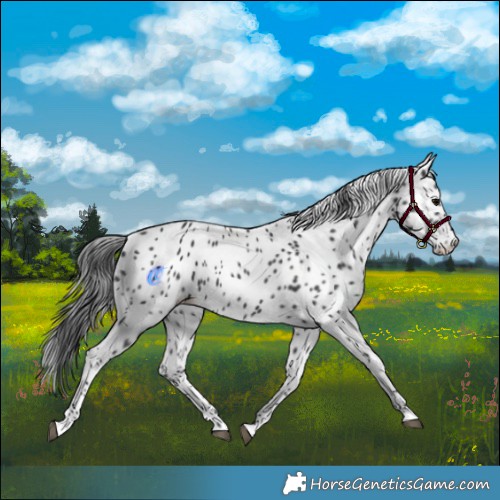 Horse Color:Black Appaloosa 