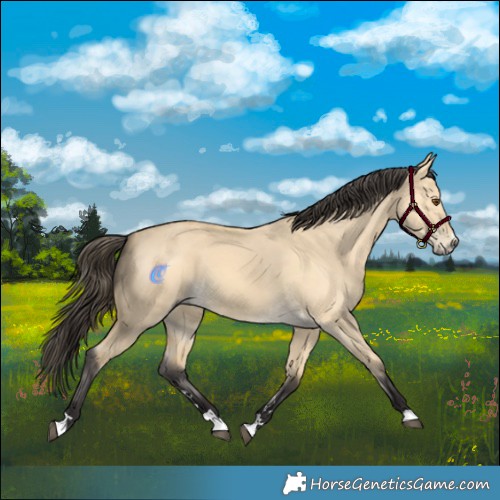 Horse Color:Buckskin Dun 