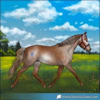 Horse Color:Gray Chestnut