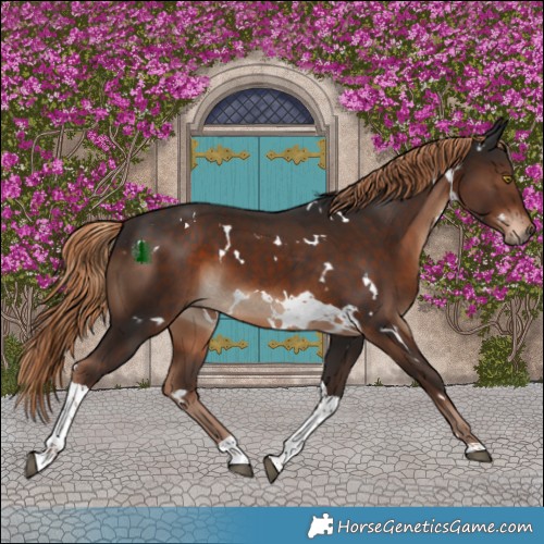 Horse Color:White Spotted Liver Chestnut Tobiano 